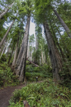 USA, California, Crescent City, Rear view of female hiker on footpath in redwood forest
