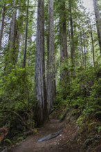 USA, California, Crescent City, Empty footpath in redwood forest