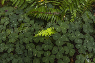 USA, California, Crescent City, Close-up of clover leaves and fern fronds in redwood forest