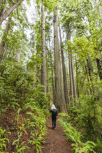 USA, California, Crescent City, Rear view of female hiker on footpath in redwood forest