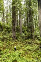 USA, California, Crescent City, Rear view of female hiker on footpath in redwood forest
