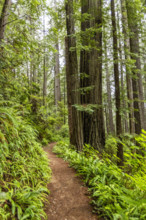 USA, California, Crescent City, Empty footpath in redwood forest