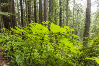 USA, California, Crescent City, Fresh green leaves in redwood forest