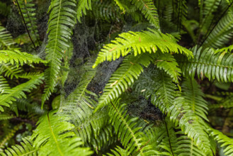 USA, California, Crescent City, Close-up of fern leaves with spider web