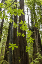 USA, California, Crescent City, Tall redwood trees with fresh leaves in foreground