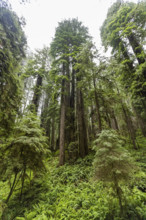 USA, California, Crescent City, Tall redwood trees and ferns