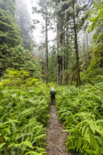 USA, California, Crescent City, Rear view of female hiker on footpath in redwood forest