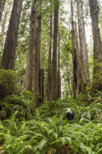 USA, California, Crescent City, Female hiker in redwood forest