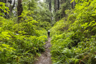 USA, California, Crescent City, Rear view of female hiker on footpath in redwood forest
