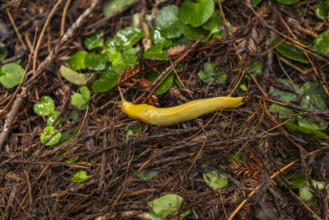 Yellow banana slug on redwood forest floor