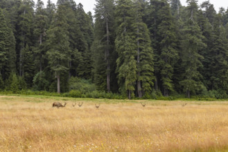USA, California, Crescent City, Elk herd in grassy meadow