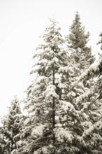 Snow covered Spruce trees, Idaho, USA