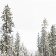 Snow covered Ponderosa Pine trees, Idaho, USA