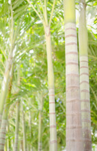 Palm trees in forest