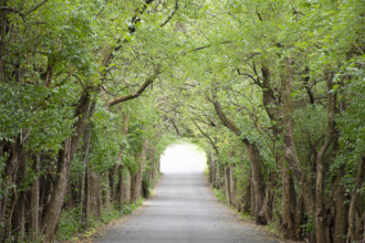 USA, Tennessee, Nashville, Green trees making canopy over empty country road