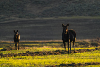 USA, Idaho, Bellevue, Cow and calf moose in pasture
