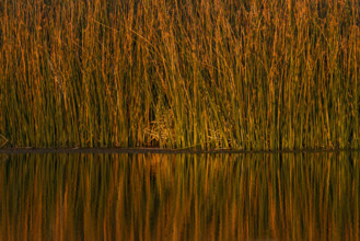 USA, Idaho, Bellevue, Thick reeds in pond at sunset