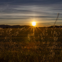 USA, Idaho, Bellevue, Setting sun through wild grass