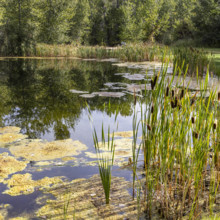USA, Idaho, Bellevue, Calm pond with cattails on sunny day