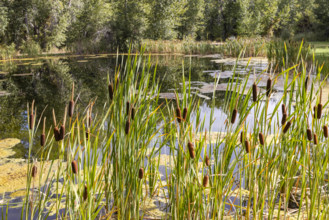 USA, Idaho, Bellevue, Calm pond with cattails on sunny day