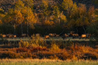 USA,Idaho,Bellevue, Herd of elk grazing in meadow in autumn