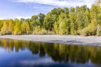 USA, Idaho, Bellevue, Calm river surface reflecting trees in autumn