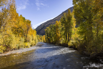 USA, Idaho, Hailey, Big Wood River and trees with fall foliage