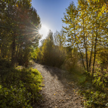 USA, Idaho, Bellevue, Trail through autumn forest on sunny day