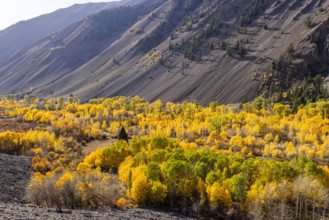 USA, Idaho, Sun Valley, Autumn colors in Trail Creek drainage