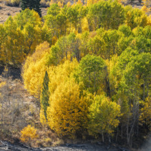 USA, Idaho, Sun Valley, Autumn colors in Trail Creek drainage