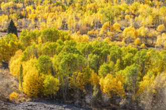USA, Idaho, Sun Valley, Autumn colors in Trail Creek drainage