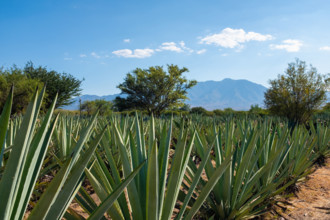 Mexico, Oaxaca, Row of agave plants growing at a farm