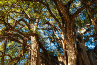 Mexico, Oaxaca, Branches and leaves of Arbol Del Tule