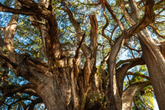 Mexico, Oaxaca, Branches and leaves of arbol del Tule