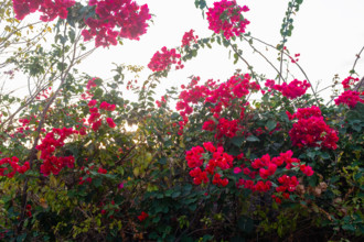 Red Bougainvillea flowers and green leaves