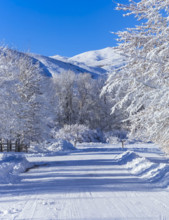 USA, Idaho, Bellevue, Empty country road and trees covered with snow