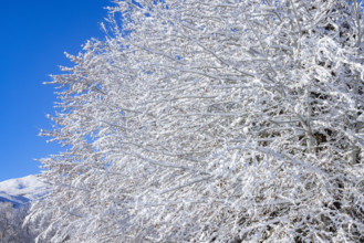 Close-up of snow covered tree branches