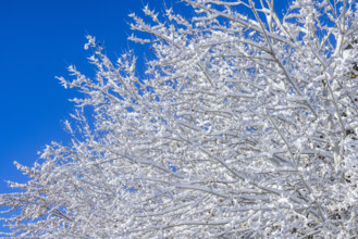 Close-up of snow covered tree branches