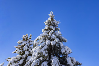 Low angle view of snow covered pine trees against blue sky