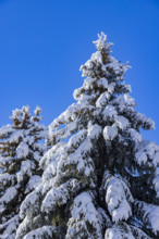 Snow covered pine trees against blue sky