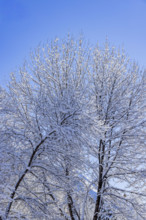 Low angle view of snow covered bare trees against blue sky