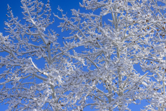 Close-up of snow covered tree branches