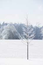 USA, Tennessee, Nashville, Icicles on young maple tree in snow covered field