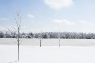 USA, Tennessee, Nashville, Young maple trees in snow covered field