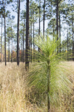 Longleaf Pine (Pinus palustris) seedling growing in forest