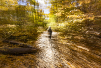 Motion blur of forest path in fall