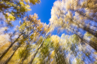 Low angle view of trees against sky in autumn motion blur