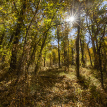 USA, Idaho, Bellevue, Sun shining through trees in forest in autumn