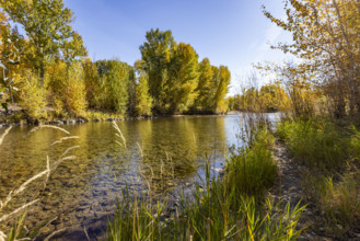 USA, Idaho, Bellevue, Calm Big Wood River in autumn