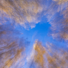 Low angle view of trees against sky motion blur